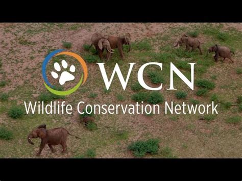 best wildlife charities to donate to|Ways to Support WWF .